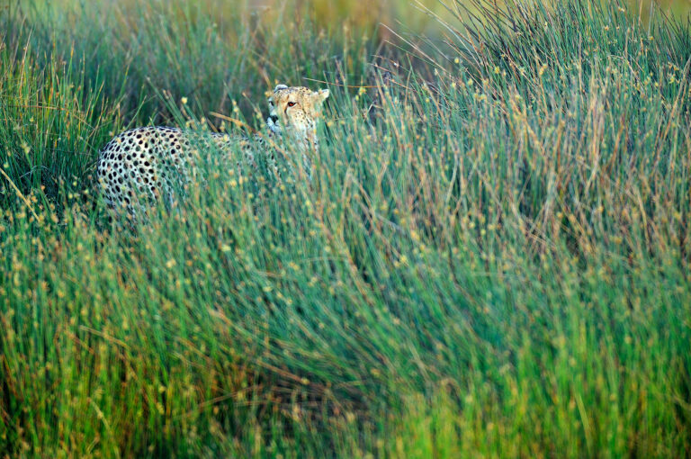 Cheeta in marsh