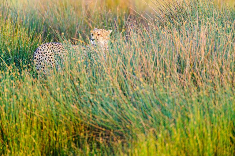 Jachtluipaard of cheeta in moeras tussen biezen