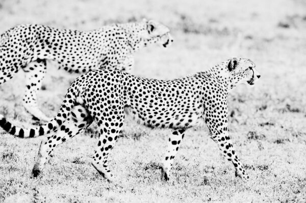 Cheetah brothers in black and white