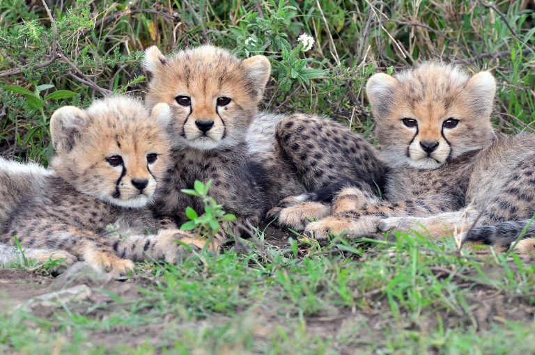 Three very young cheetah cubs