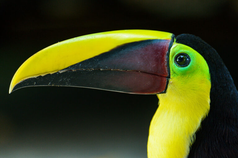 Portrait of a chestnut-mandibled toucan.