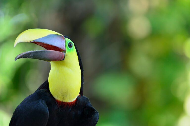 Chestnut-mandibled toucan half page