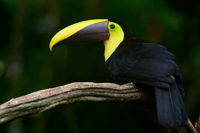 Chestnut-mandibled toucan