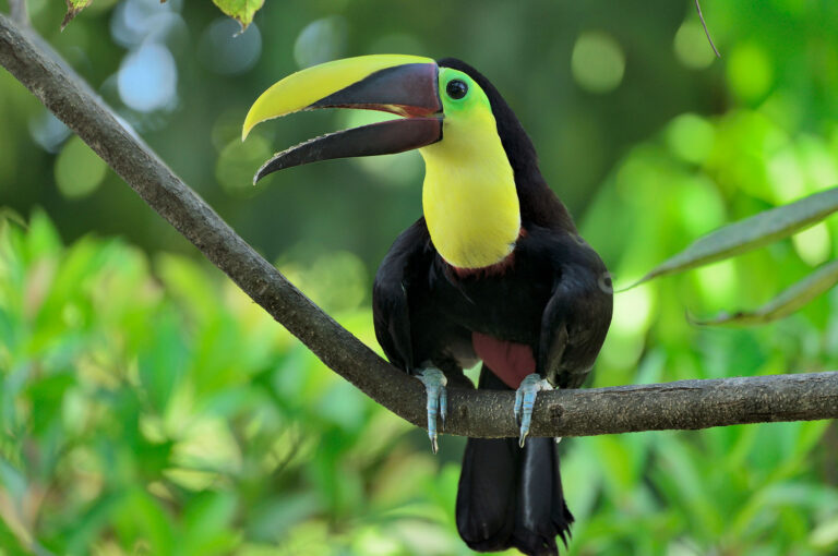Chestnut-mandibled toucan on a branch