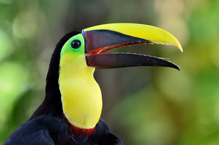 Close up portrait of a chestnut-mandibled toucan