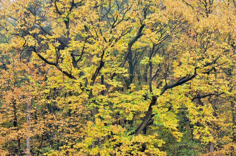 Chestnut tree in autumn, autumn colors.