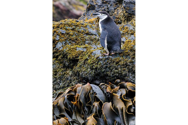 Chinstrap penguin on rock wit kelp in foreground.
