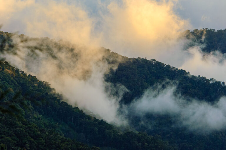 Cloud forest