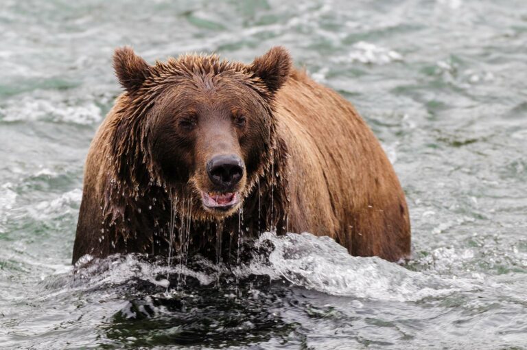 Coastal brown bear