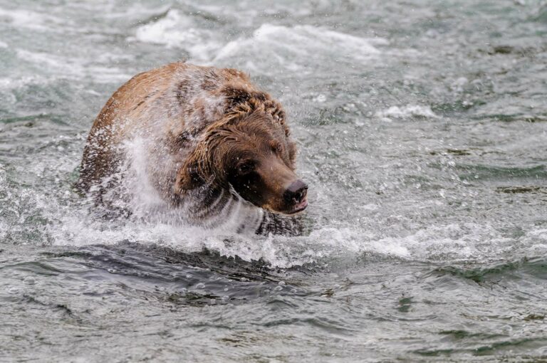 Coastal brown bear