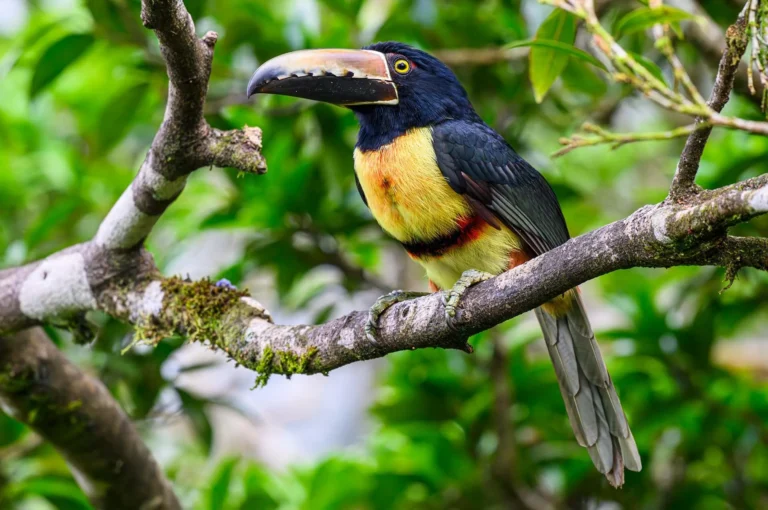 Collared aracari
