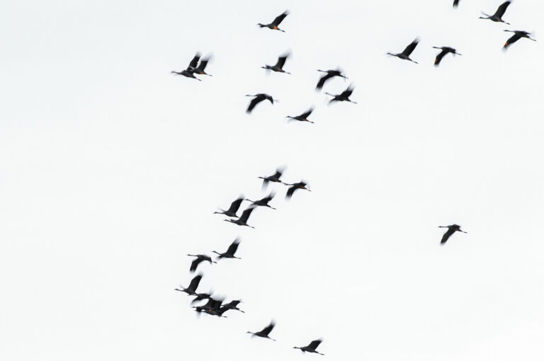 Group of flying common cranes