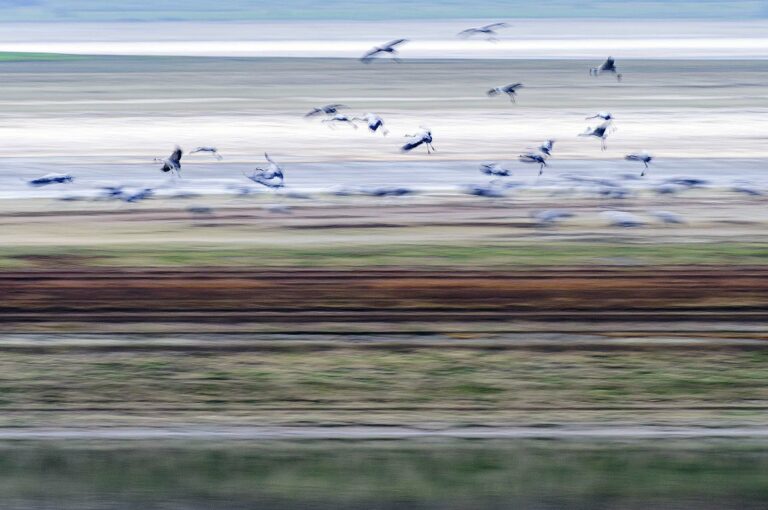 Cranes landing on the dry flats of Lac du Der