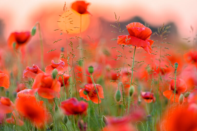 Poppies with setting sun behind them