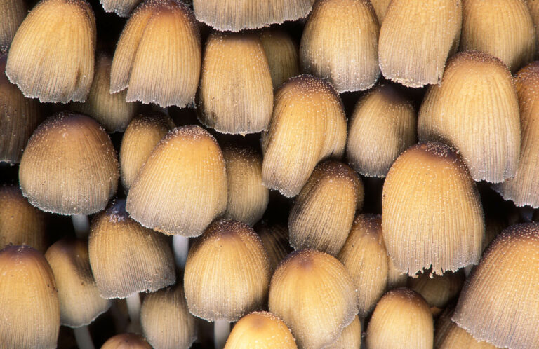 Group of mica cap or glistening ink cap