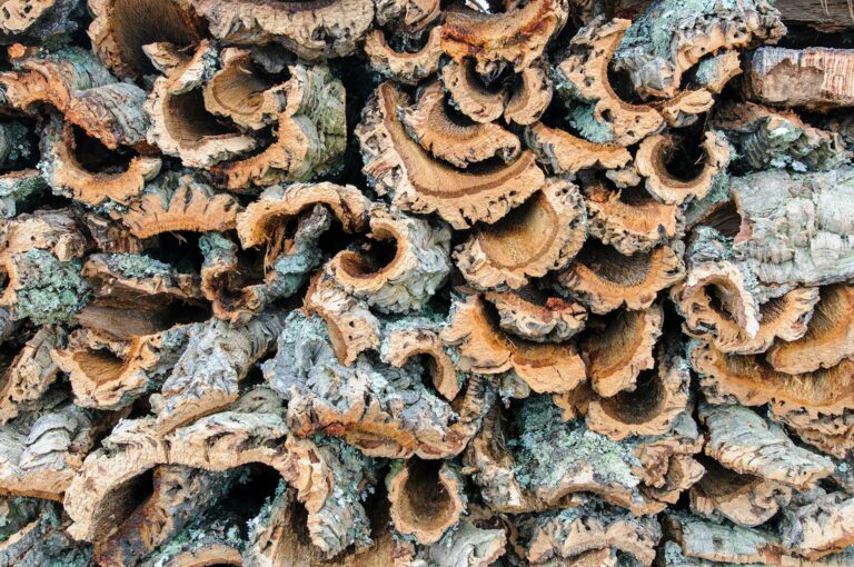 Cork from cork oak