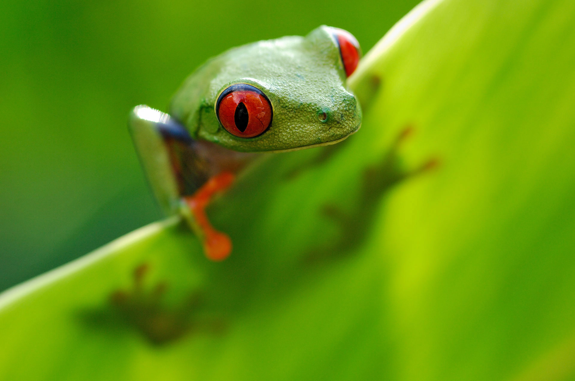 A red-eyed tree frog on a banana leaf.