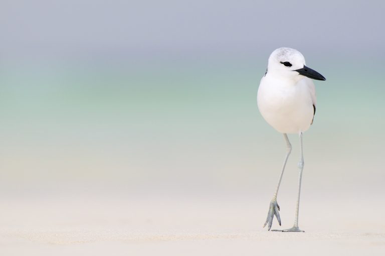 Crab Plover