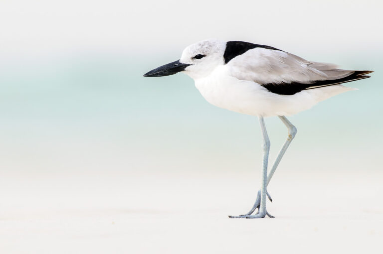 A crab plover rests on beach.