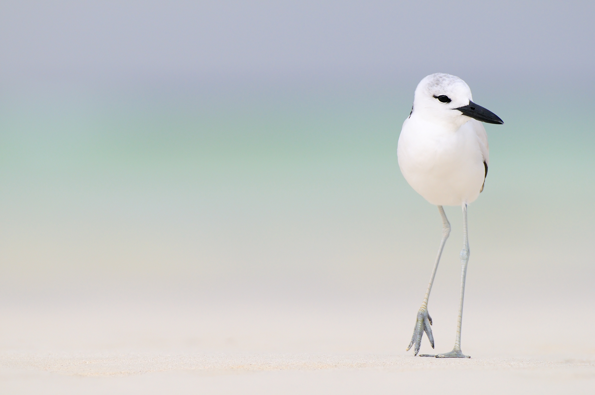 Crab plover