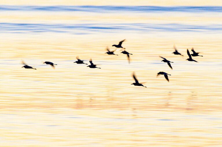 A group birds - crab plovers - fly above sea with orange sunset light