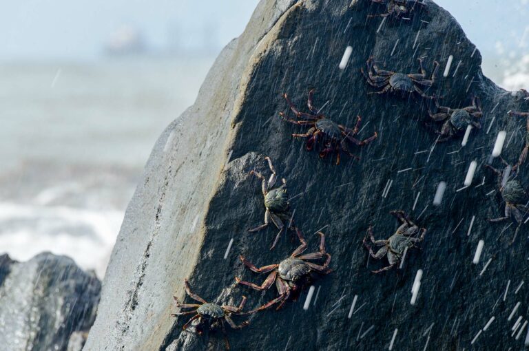 Crabs on a rock on sea coast.