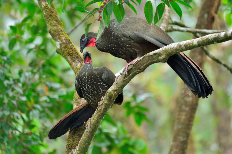 Male and female crested guan