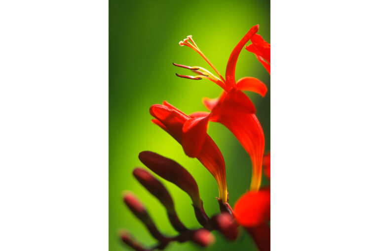 Crocosmia bloem