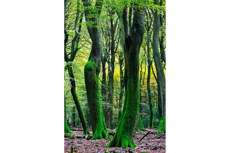 Bent trees, beeches