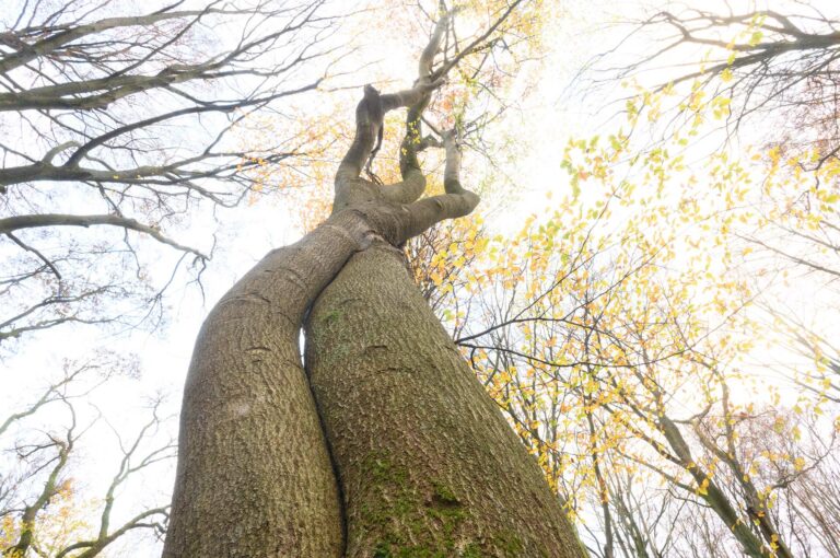 Two beeches close to each other, as if they are dancing