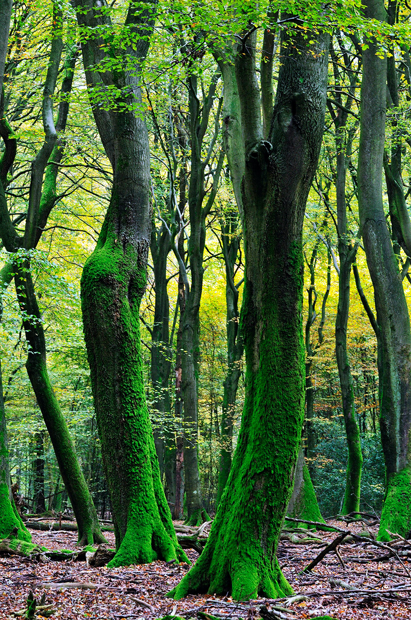 Dancing trees in Speulderbos