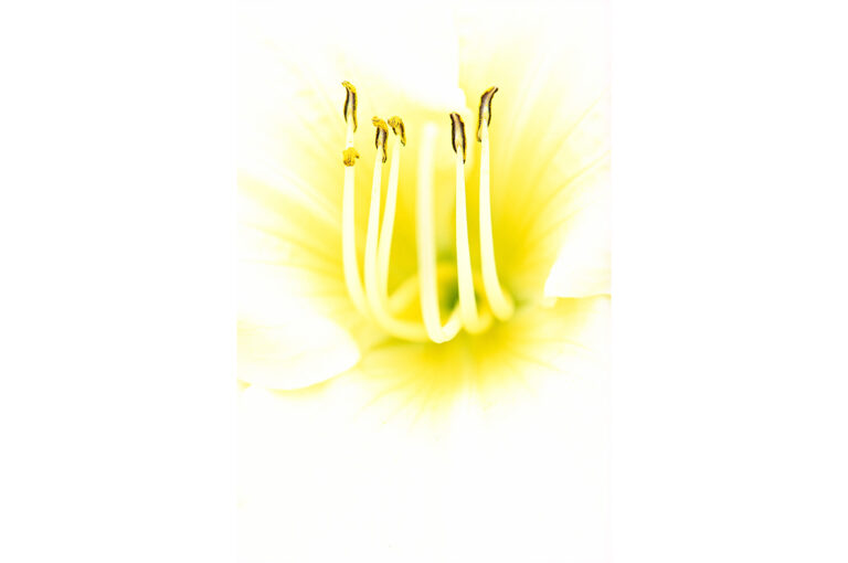 White and yellow day lily