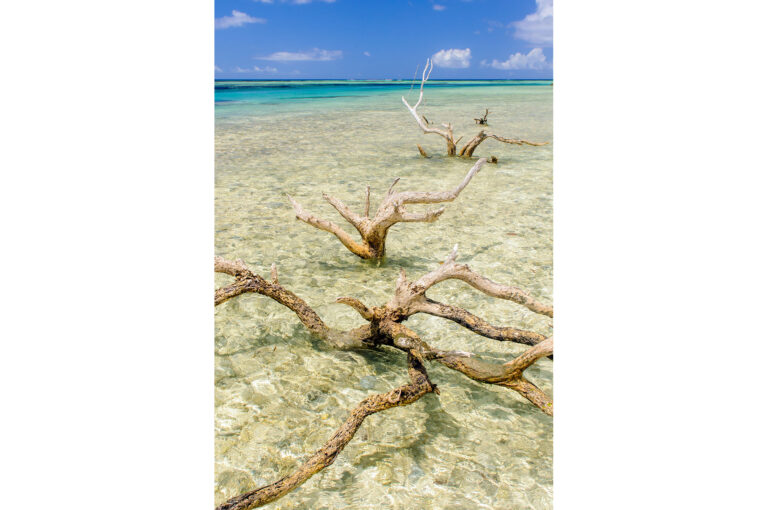Dead mangrove trees in tropical sea