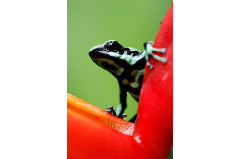 Close up of Dendrobates auratus frog on red Heliconia
