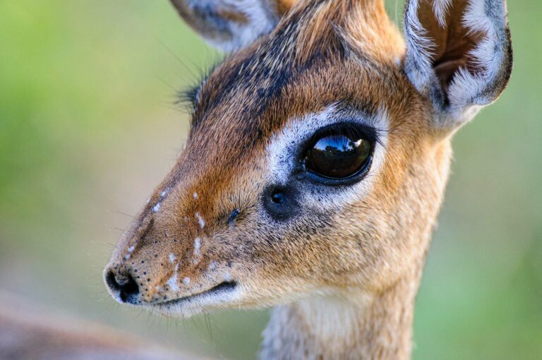 Portrait of a dik dik