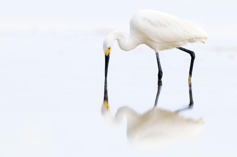 Dimorphic egret in shallow water touching the wate, reflected.
