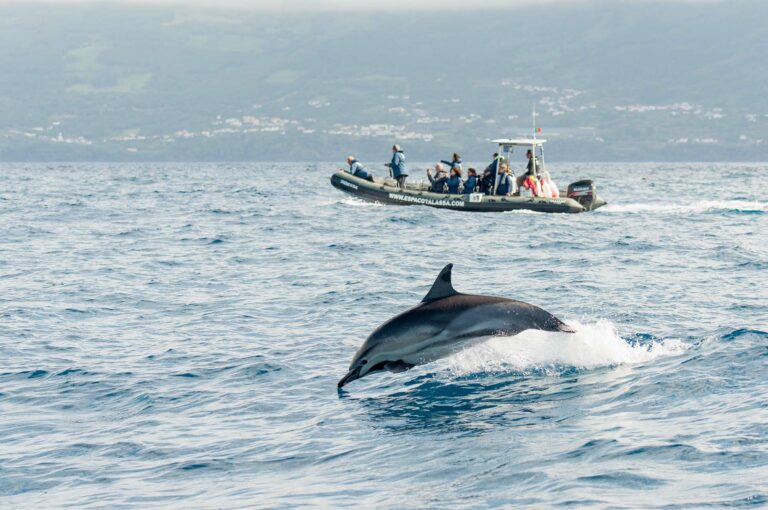 Jumping dolphin.