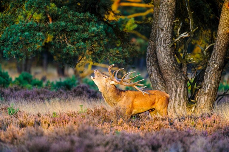 Burlend mannetje / hert edelhert in licht van de zonsondergang