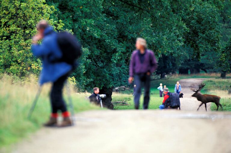 A male red deer is crossing the road in between people