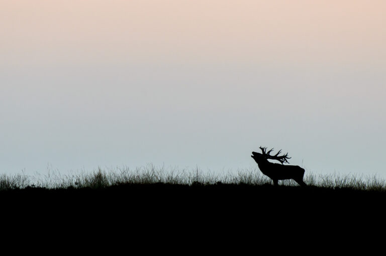 Silhouet van burlend mannetje edelhert