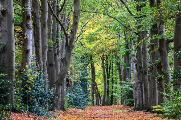 Landgoed Eindegooi in autumn