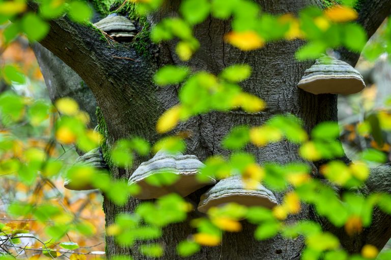 Mushrooms in Landgoed Einde Gooi in autumn