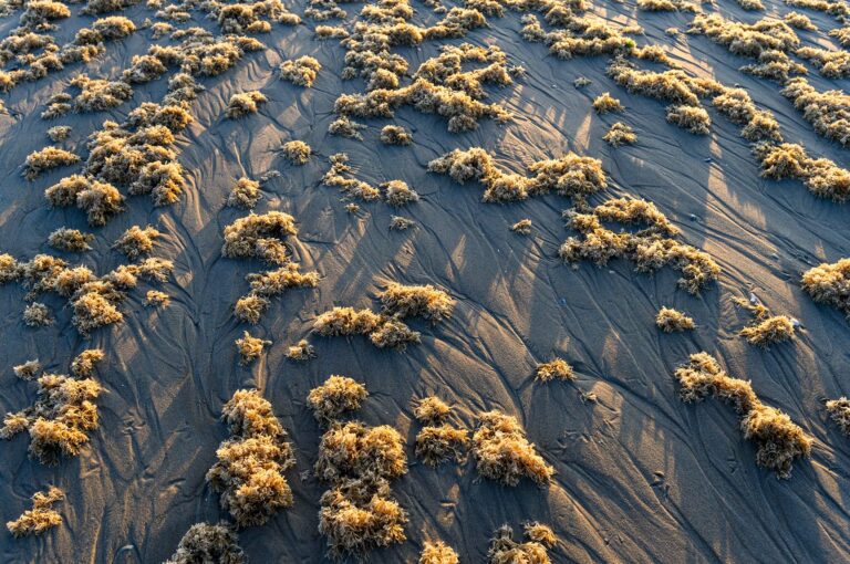 Flocks of Electra pilosa on beach