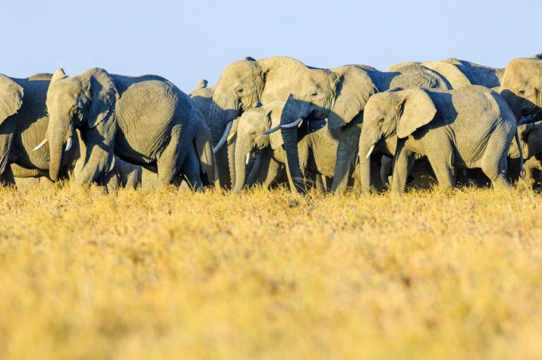 Elephant herd in early light walking in line
