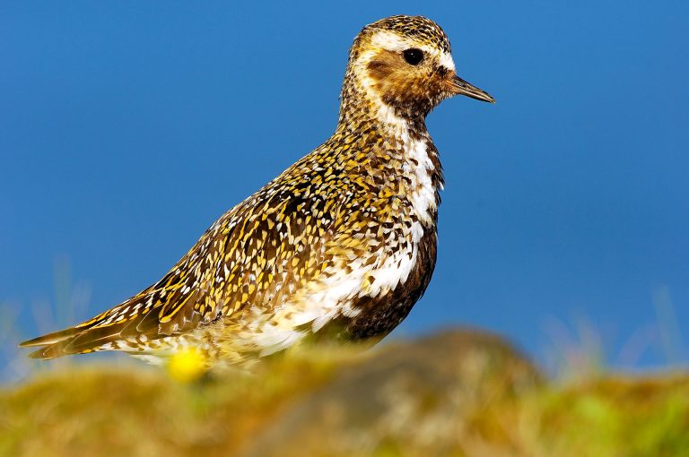 European golden plover close