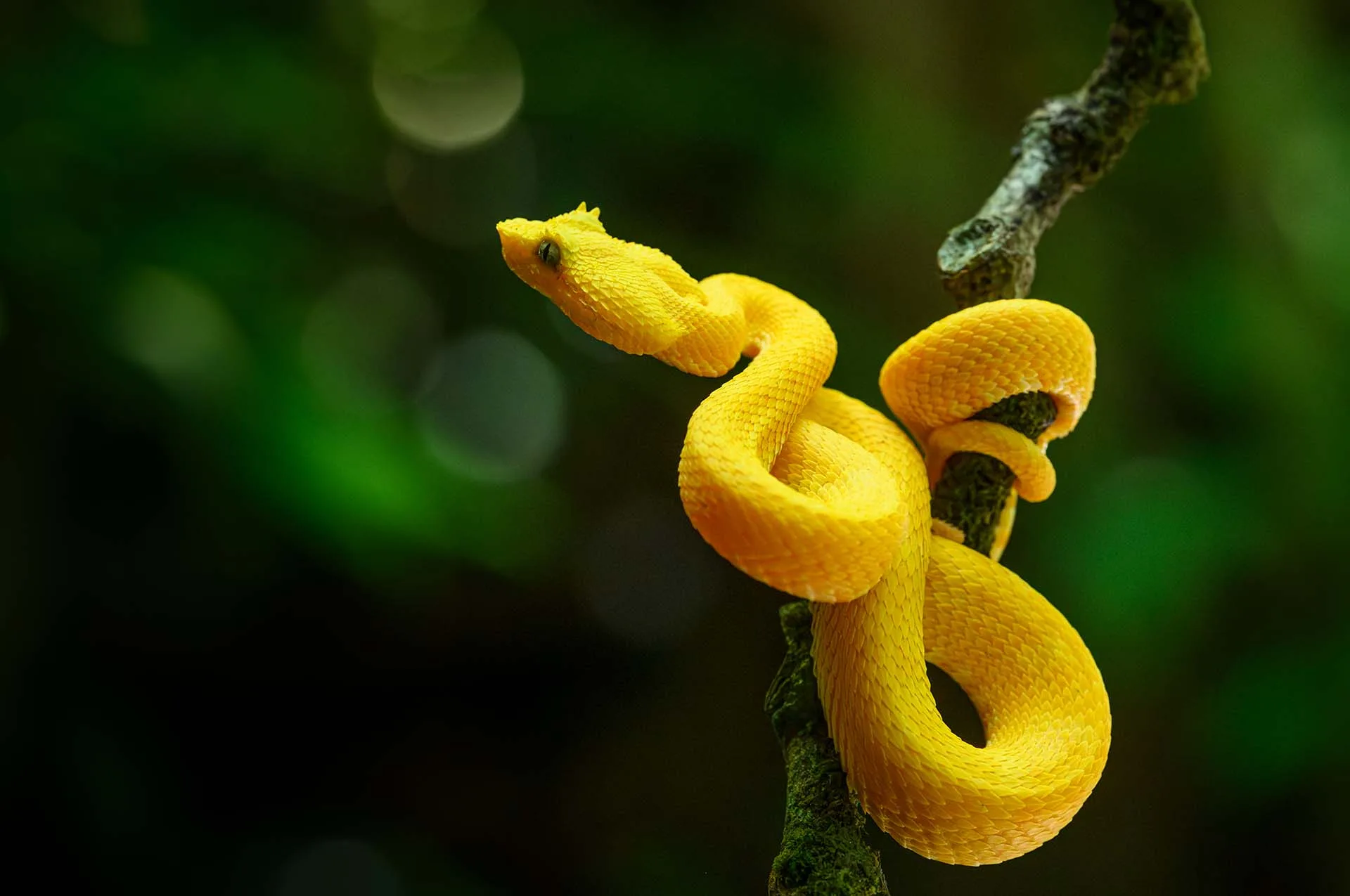 Eyelash pit viper