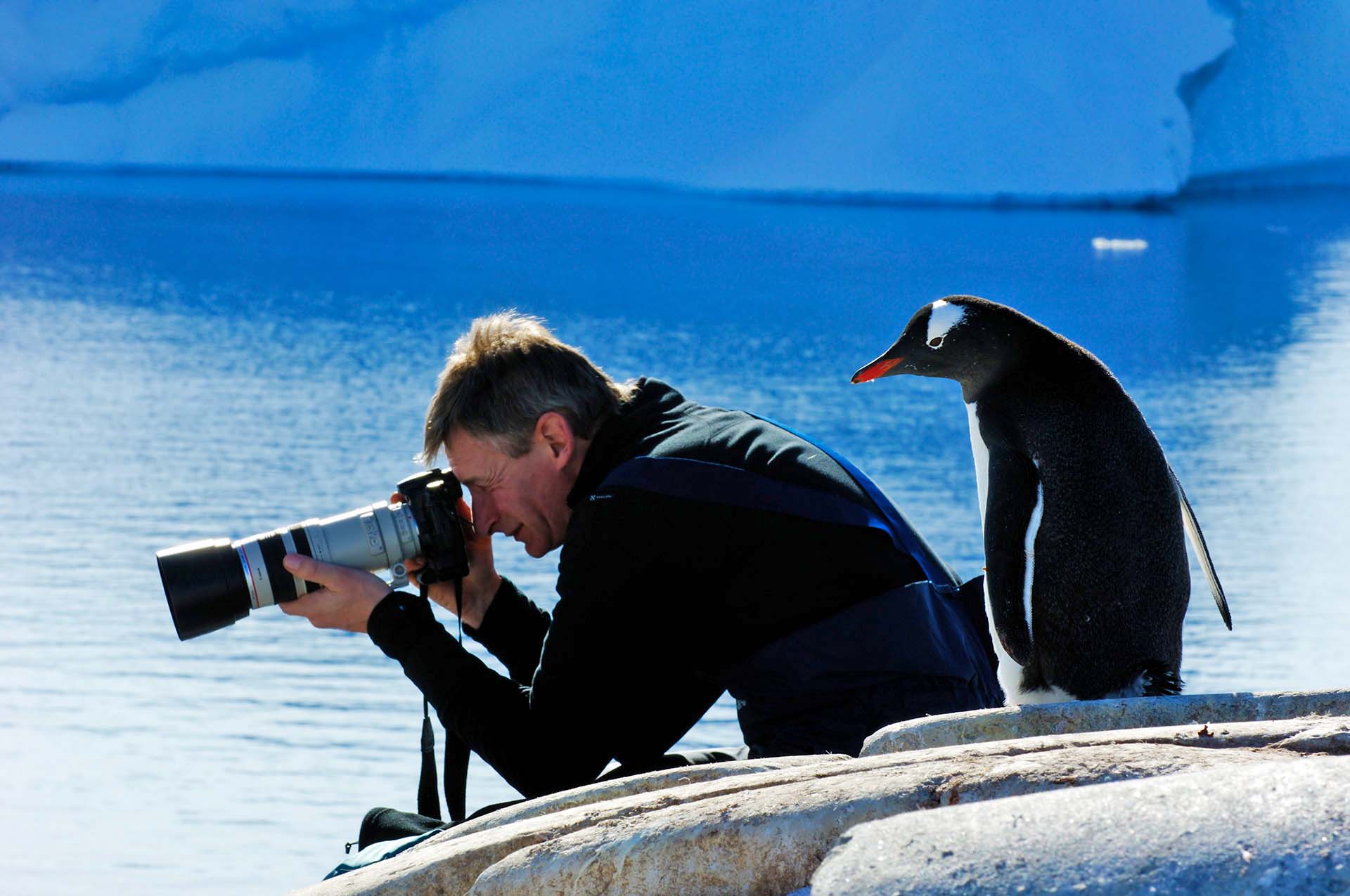 Ezelspinguïn kijkt mee met fotograaf