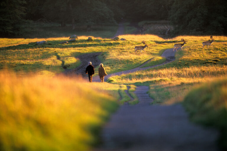 A couple walks in a grassy area while in the background fallow deer are running