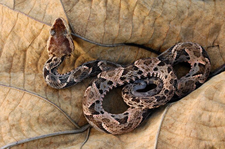 A snake coiled up on a leaf