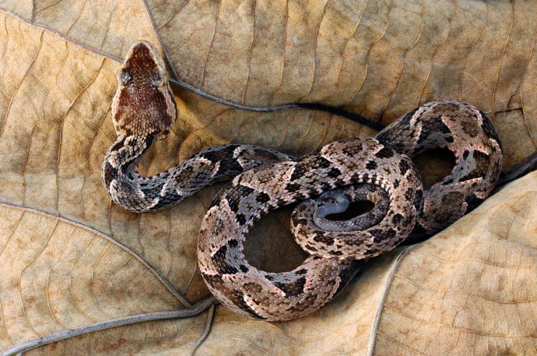 Jonge Fer-de-lance slang, opgerold op Cecropia blad